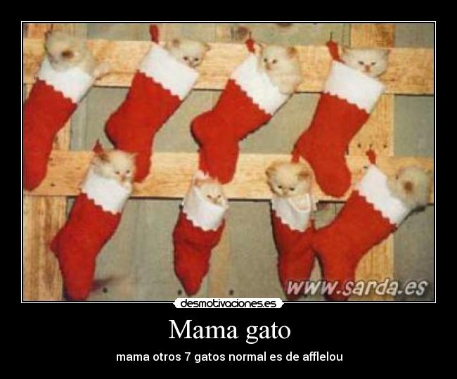 Mama gato - mama otros 7 gatos normal es de afflelou