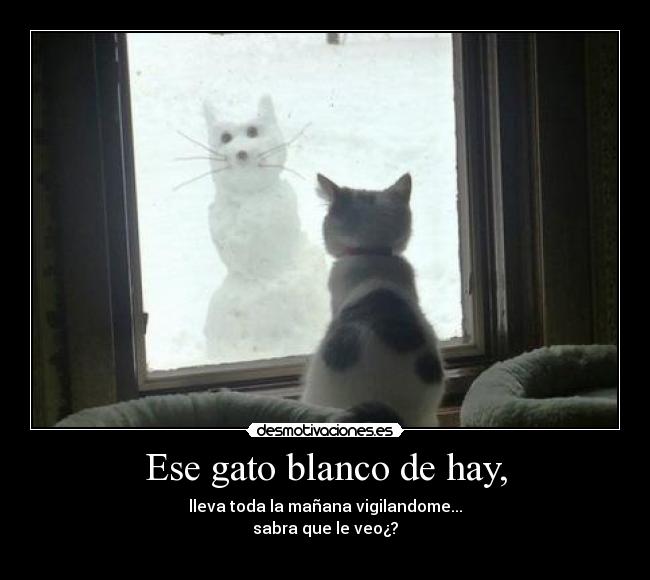 Ese gato blanco de hay, - 