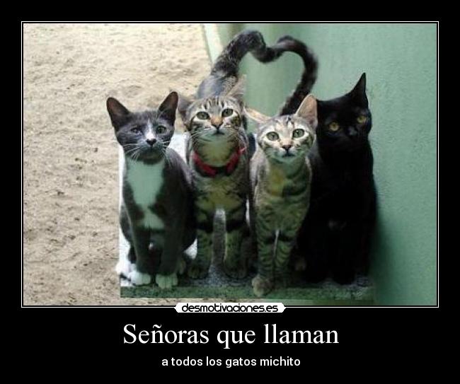 Señoras que llaman - a todos los gatos michito