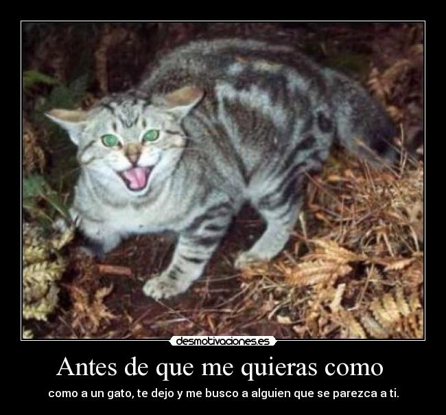 carteles gatosquerer parecido desmotivaciones