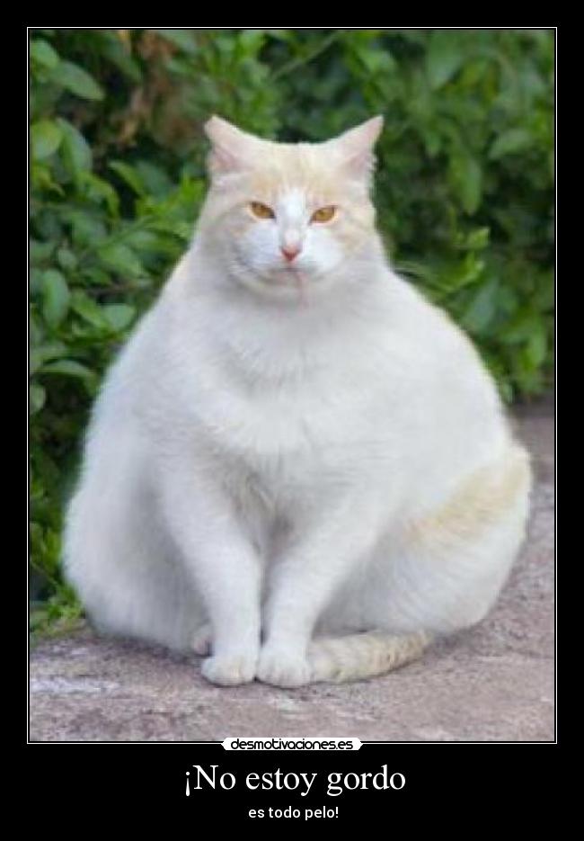 ¡No estoy gordo - 