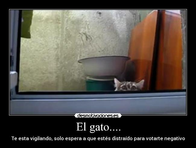 El gato.... -
