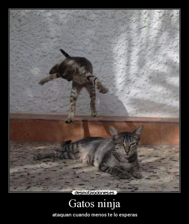 Gatos ninja -