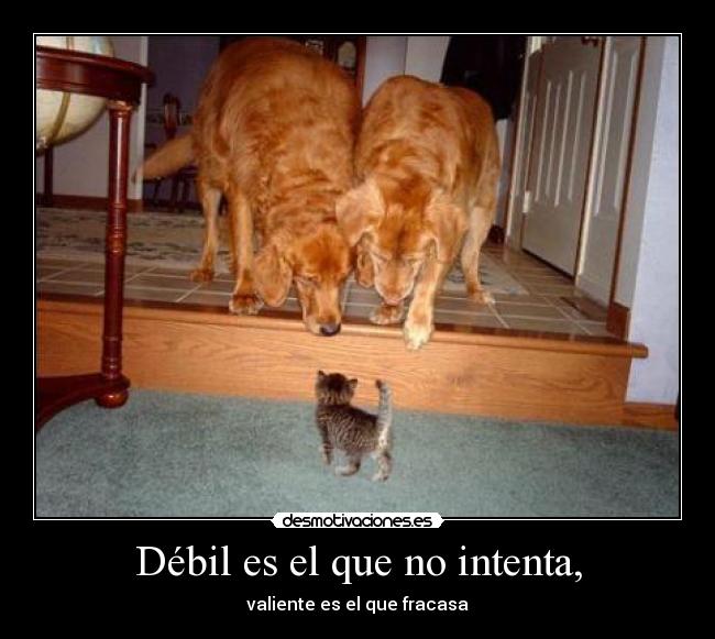 Débil es el que no intenta, -