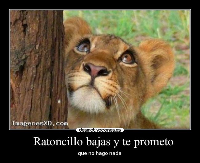 Ratoncillo bajas y te prometo -