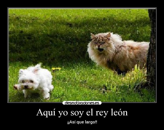 Aquí yo soy el rey león -