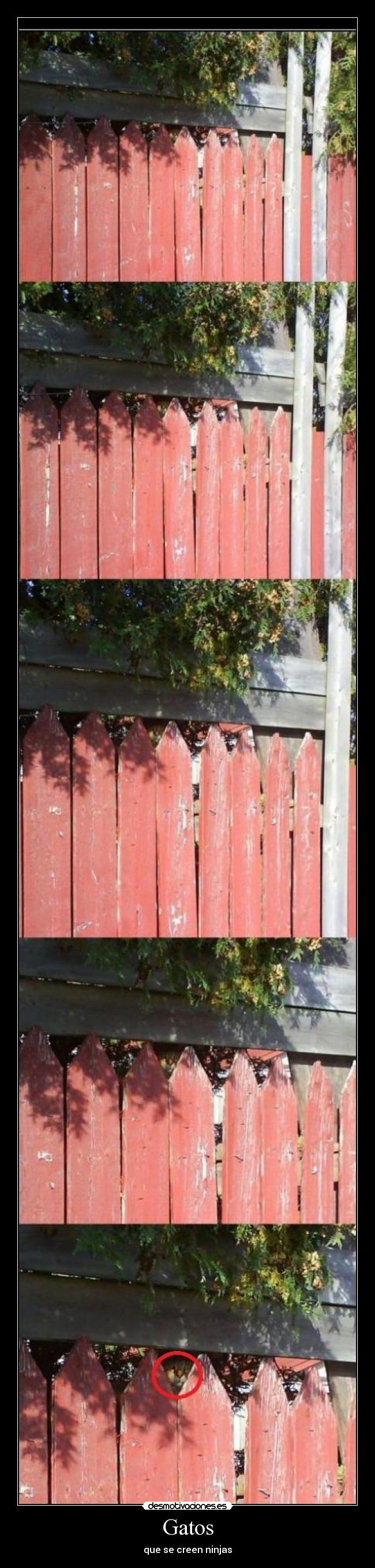 Gatos - que se creen ninjas