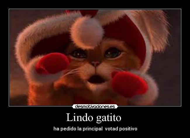 Lindo gatito  - 