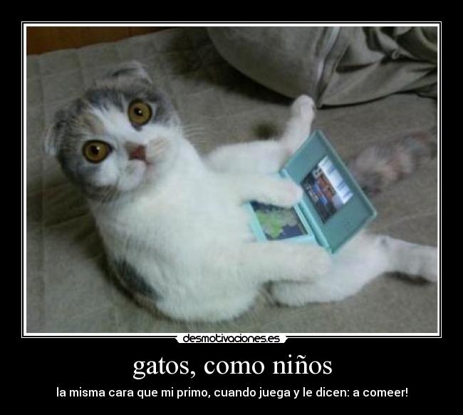 gatos, como niños - la misma cara que mi primo, cuando juega y le dicen: a comeer!