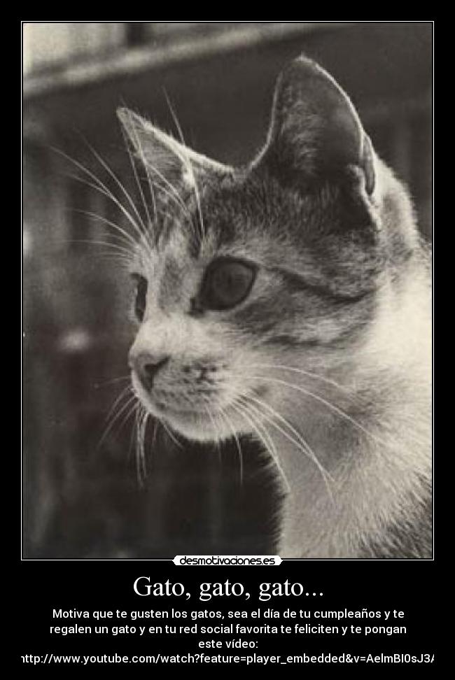 Gato, gato, gato... -