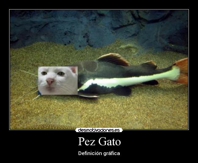 Pez Gato -