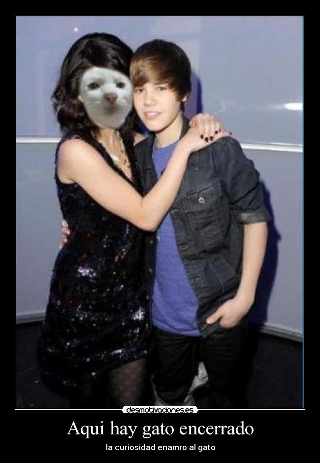 Aqui hay gato encerrado - la curiosidad enamro al gato