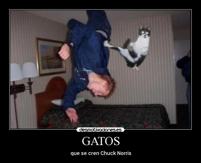 GATOS -