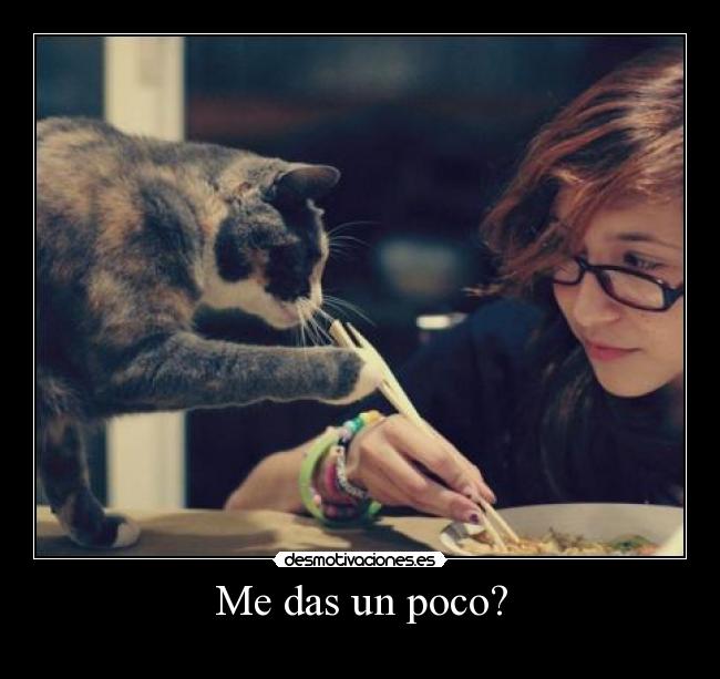 carteles gato desmotivaciones