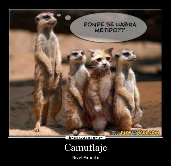 Camuflaje - 