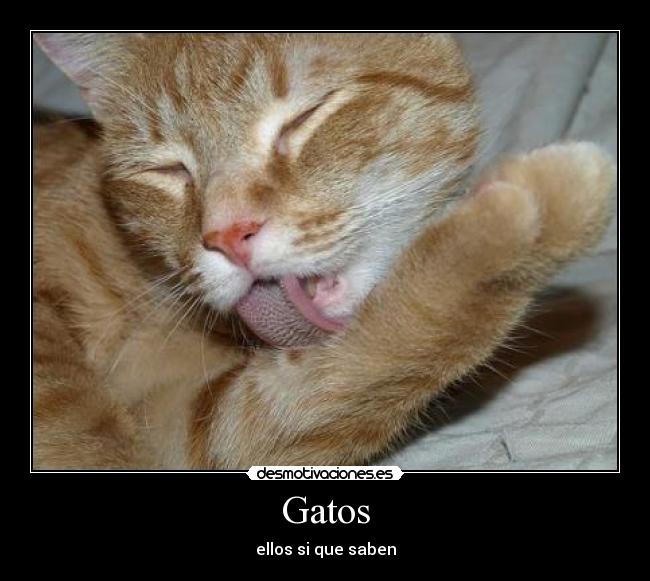 Gatos -