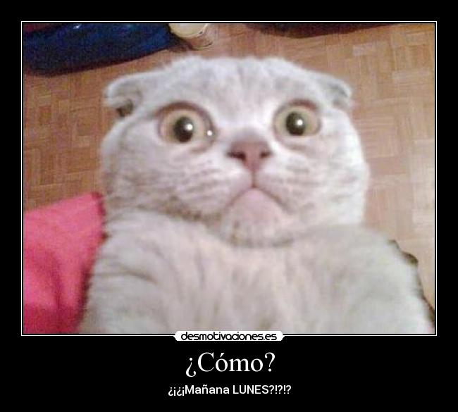 ¿Cómo? - ¿¡¿¡Mañana LUNES?!?!?