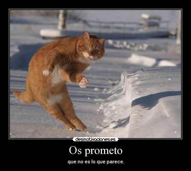 carteles gato desmotivaciones