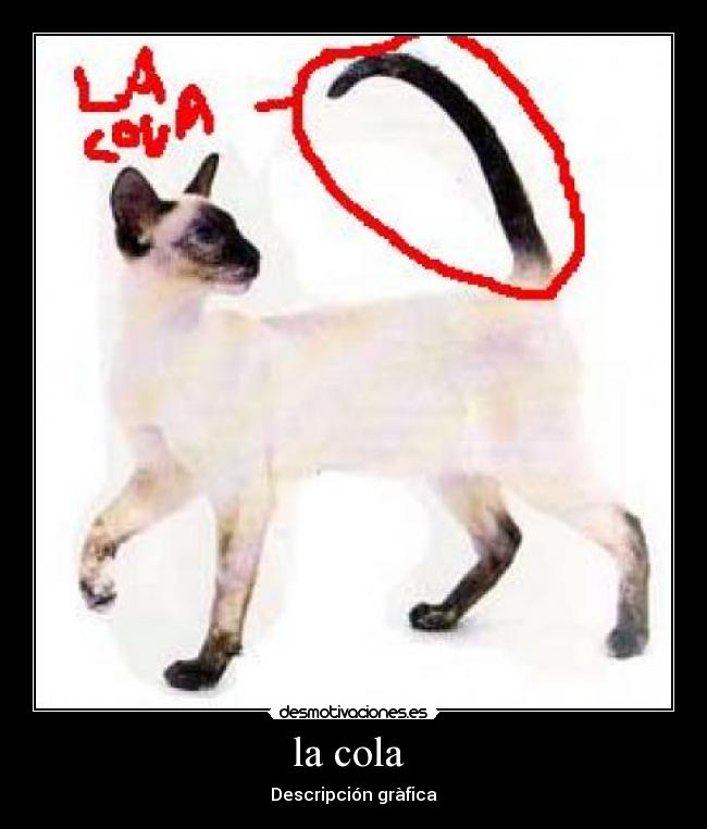 la cola  - Descripción gràfica