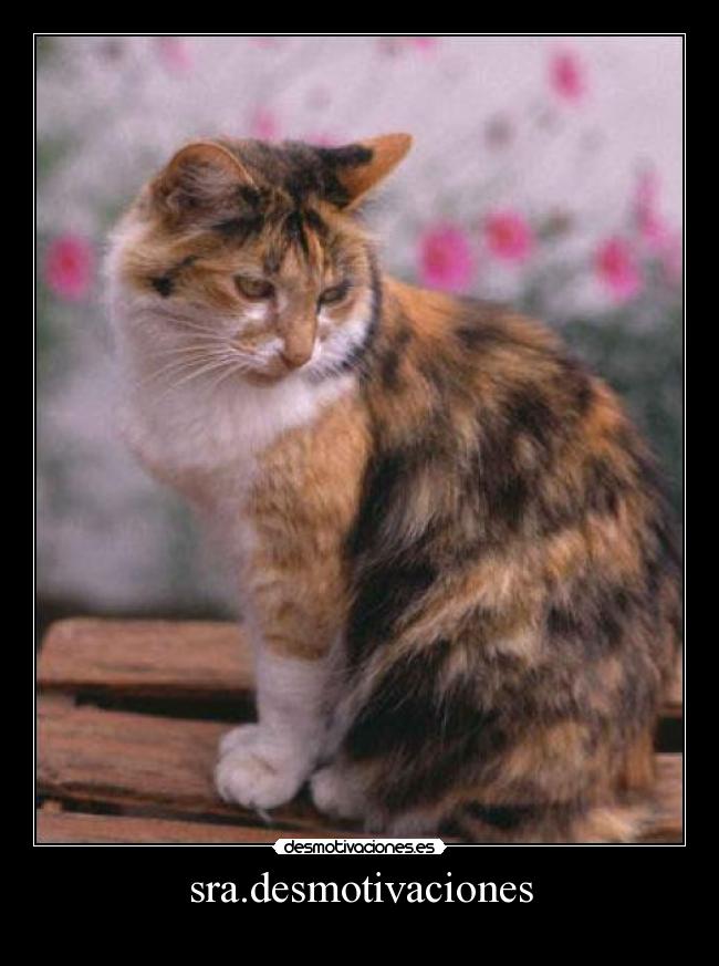 sra.desmotivaciones -
