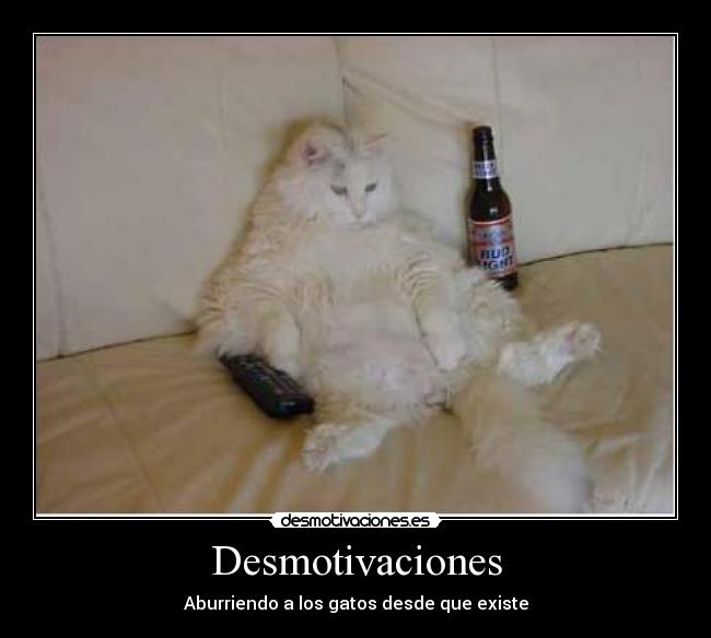 Desmotivaciones - Aburriendo a los gatos desde que existe