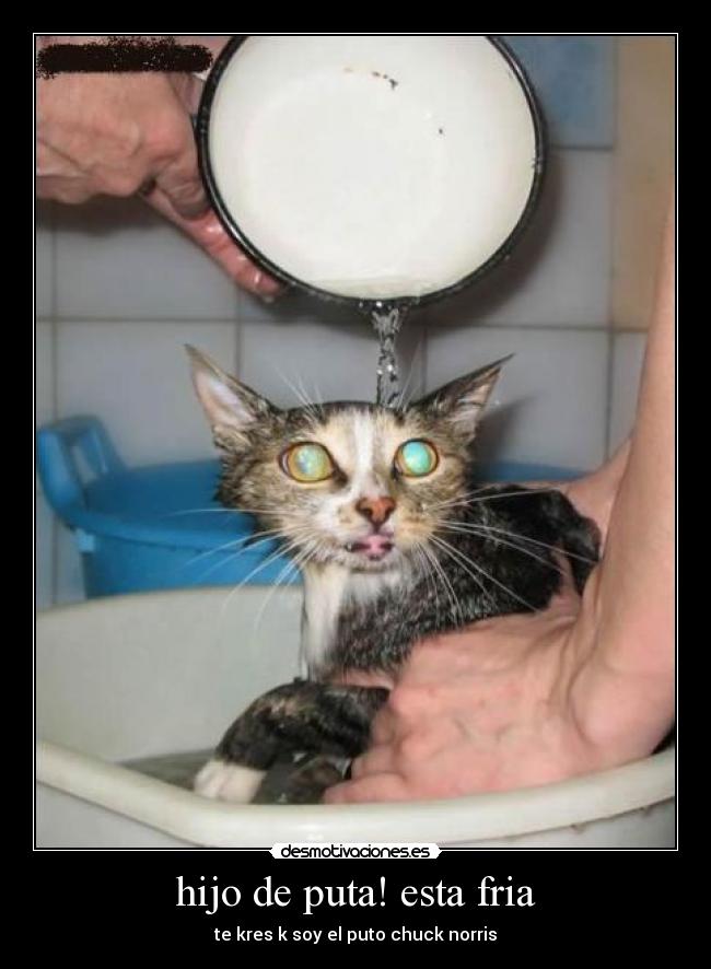 hijo de puta! esta fria - te kres k soy el puto chuck norris