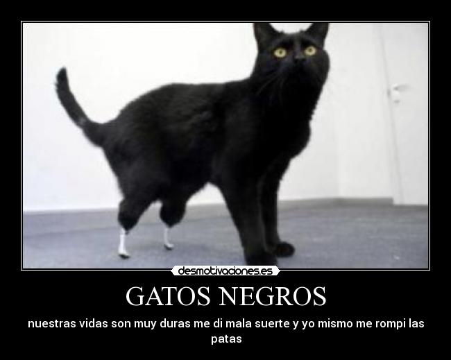 GATOS NEGROS - nuestras vidas son muy duras me di mala suerte y yo mismo me rompi las patas