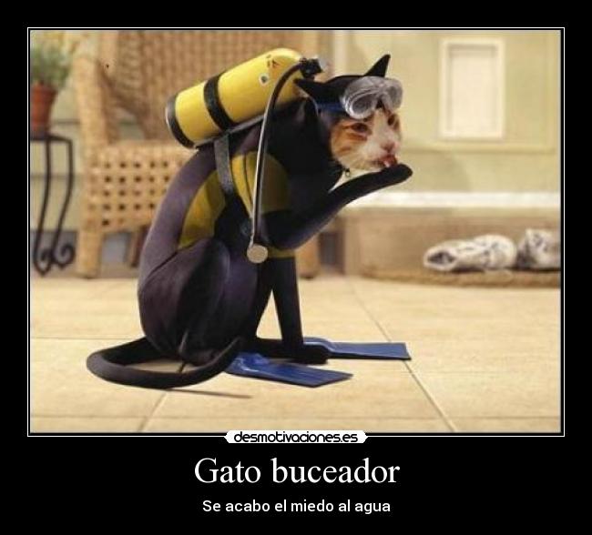 carteles agua gato miedo acabo buceador desmotivaciones
