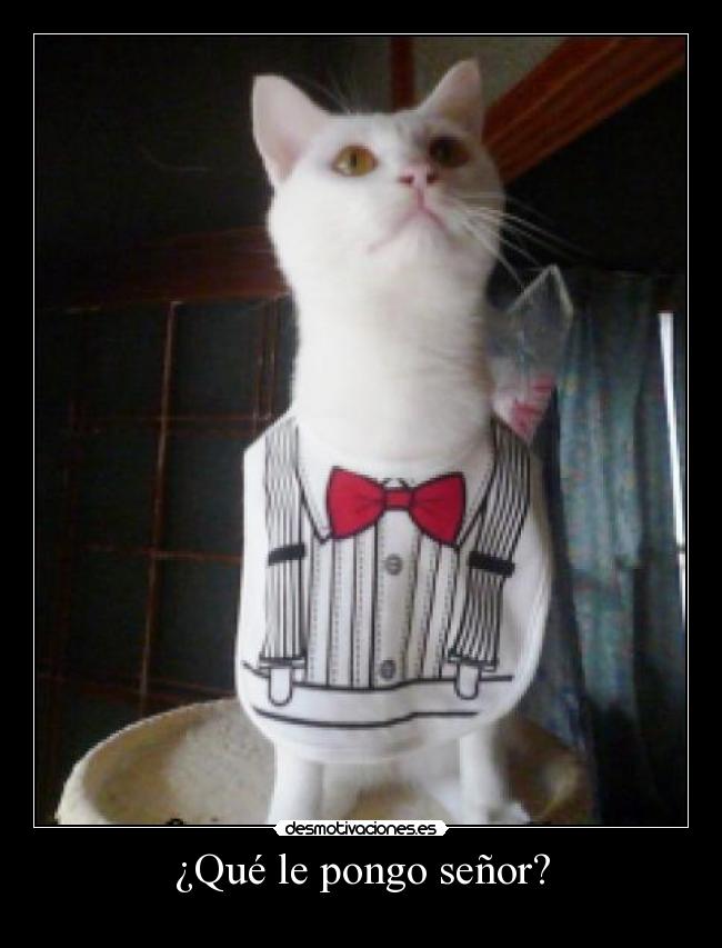 ¿Qué le pongo señor? - 