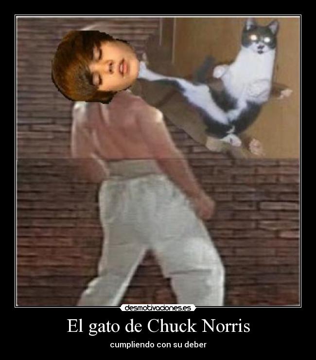 El gato de Chuck Norris -