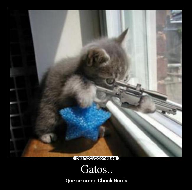 Gatos.. -