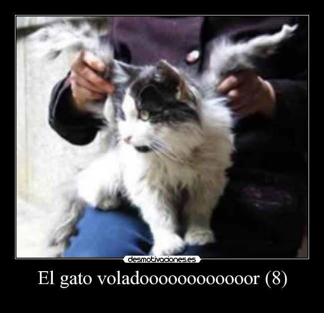 El gato voladoooooooooooor (8) - 