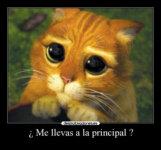 carteles gatito desmotivaciones