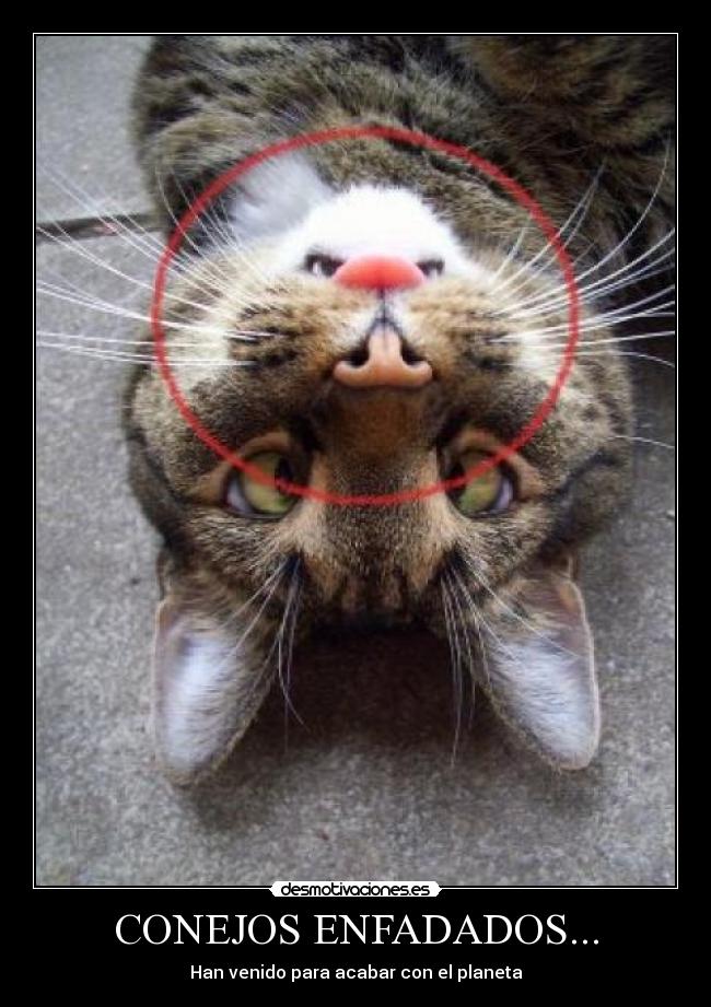 carteles conejos enfadados desmotivaciones