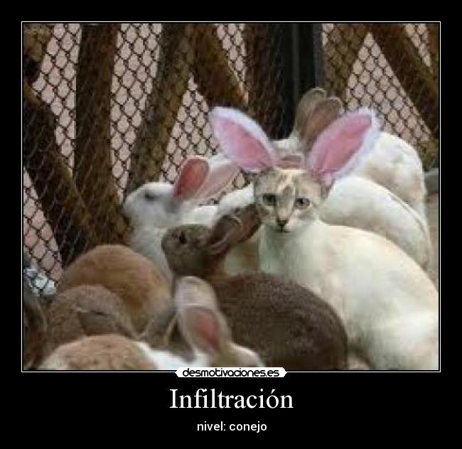 Infiltración - nivel: conejo