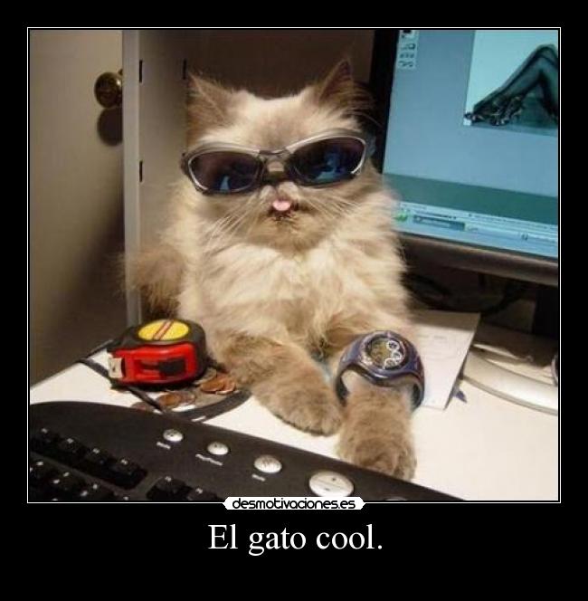 El gato cool. - 