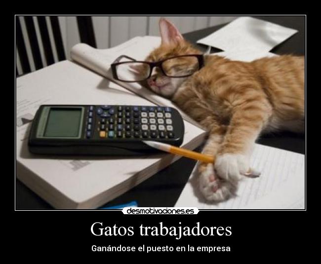 Gatos trabajadores - Ganándose el puesto en la empresa