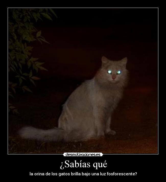 ¿Sabías qué - la orina de los gatos brilla bajo una luz fosforescente?