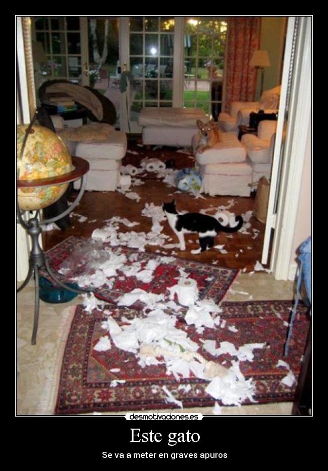 Este gato -