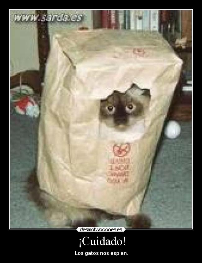 ¡Cuidado! - Los gatos nos espian.
