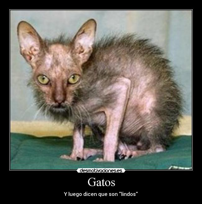 Gatos - 