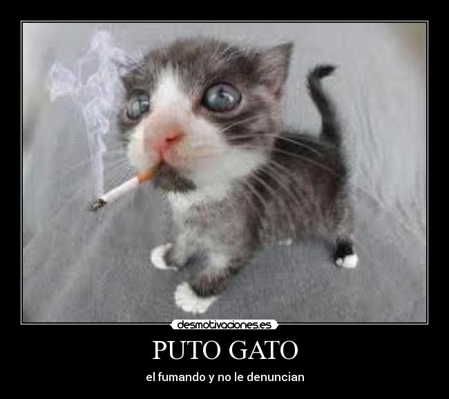 PUTO GATO - el fumando y no le denuncian