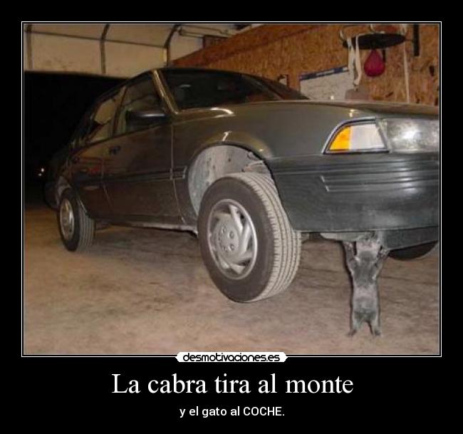 La cabra tira al monte - y el gato al COCHE.