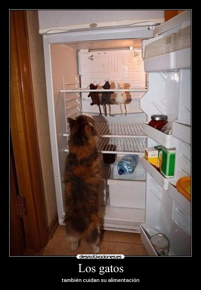 Los gatos -