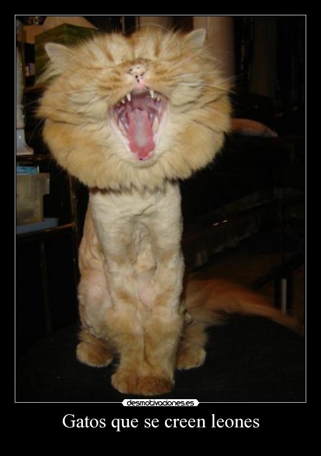 Gatos que se creen leones -