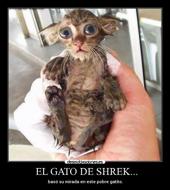 carteles gatosmojado desmotivaciones