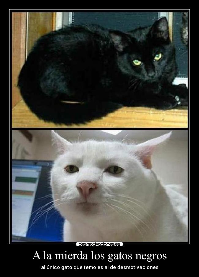 A la mierda los gatos negros - al único gato que temo es al de desmotivaciones