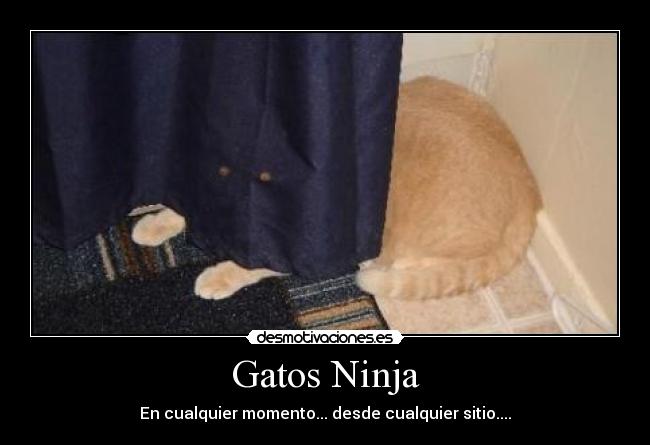 Gatos Ninja - En cualquier momento... desde cualquier sitio....