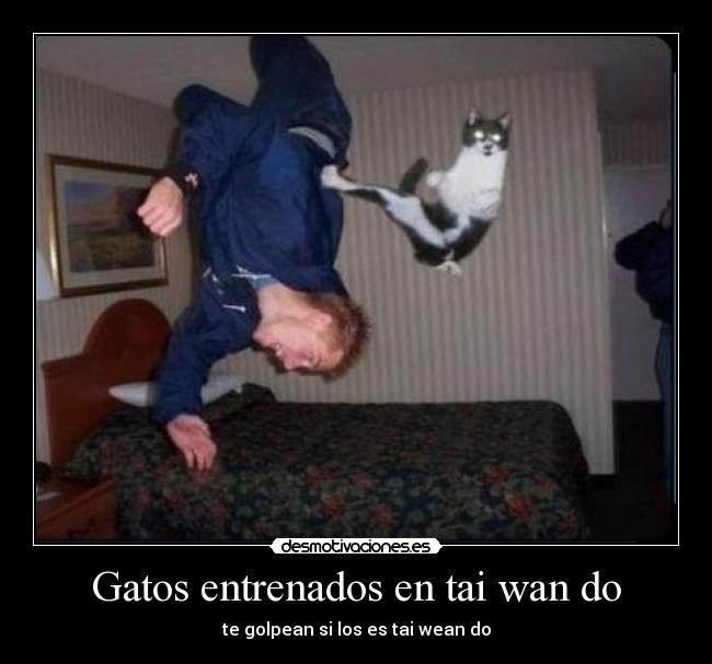 Gatos entrenados en tai wan do - te golpean si los es tai wean do