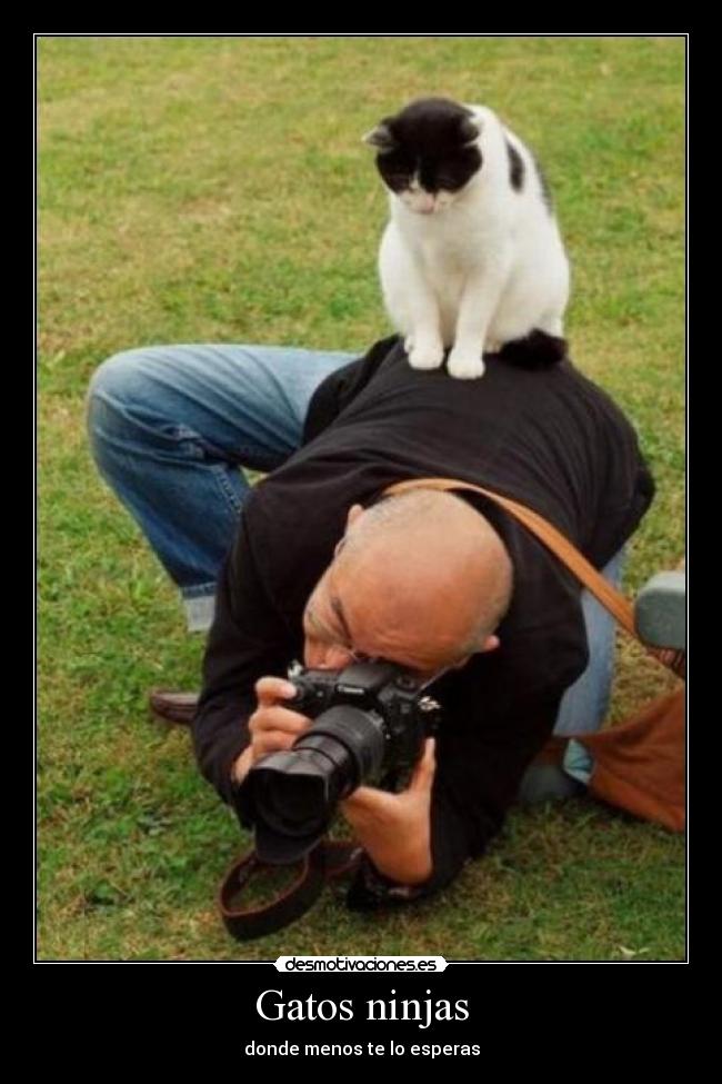 Gatos ninjas - donde menos te lo esperas